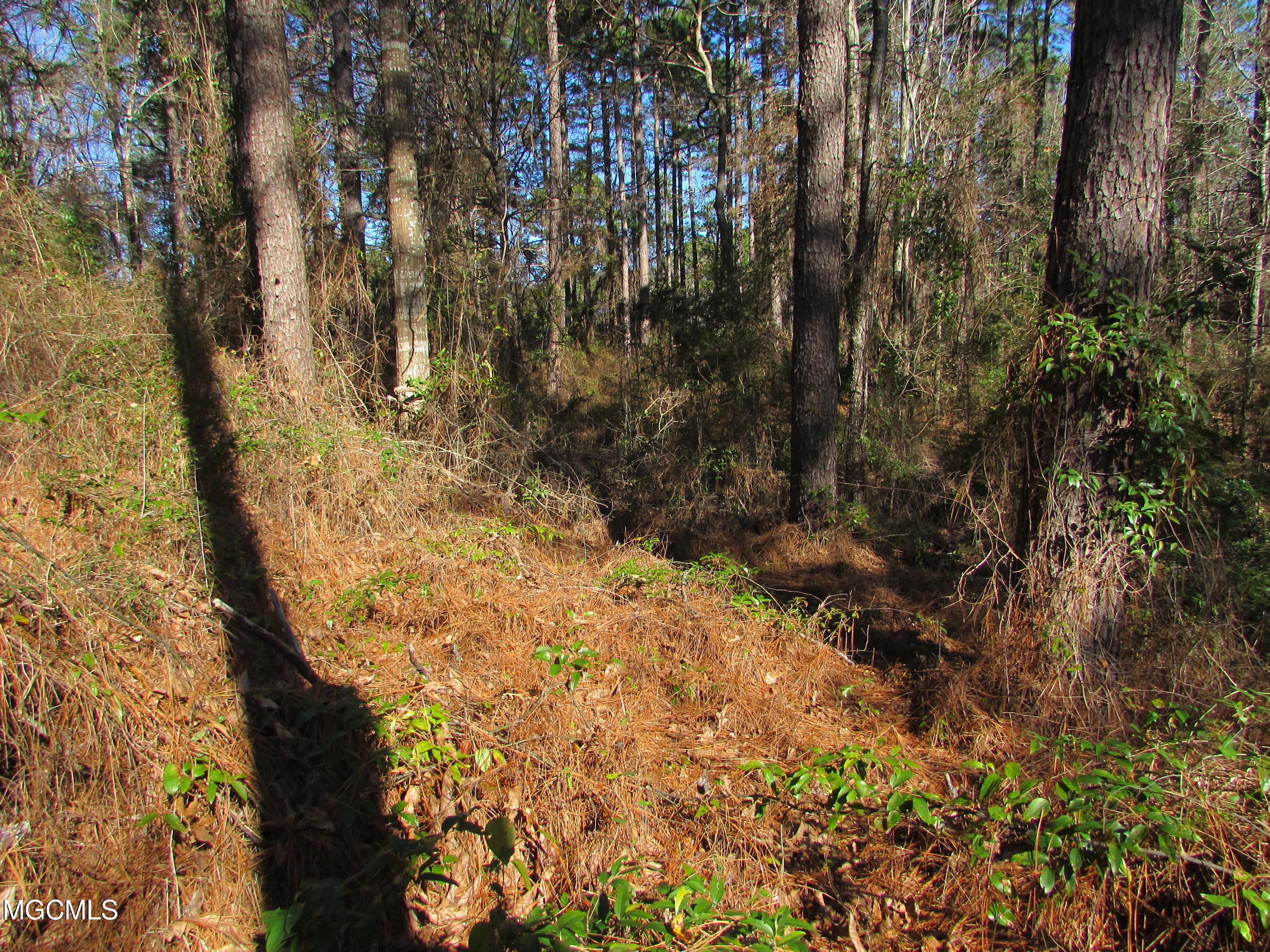 57 James Switzer Road Purvis, MS 39475 - Photo 3 of 11 IMG_0922