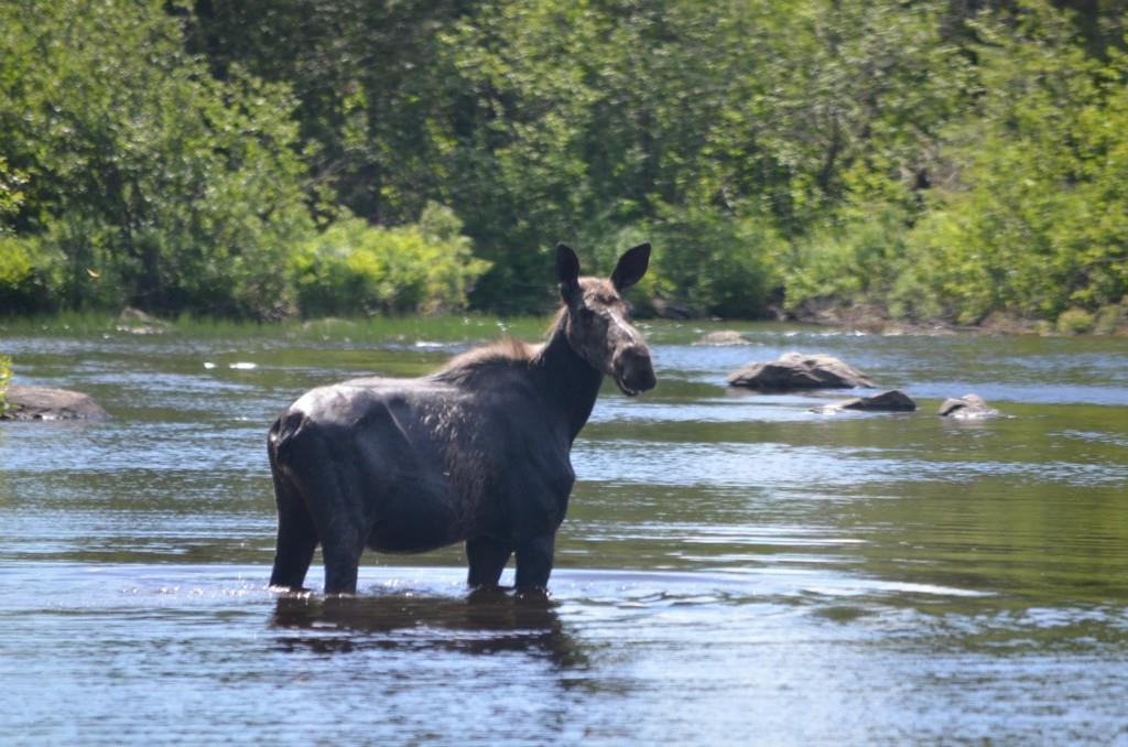 0 Moose Brook Road Houlton, ME 04730 - Photo 13 of 18 We got company coming