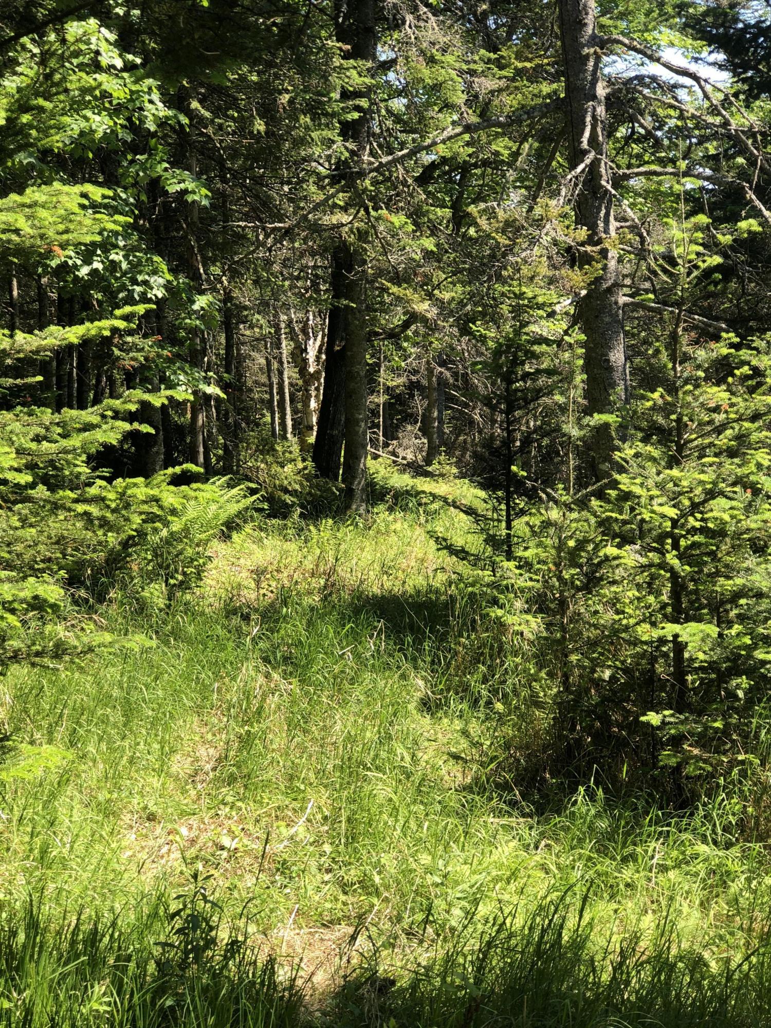 19 Collins Cove Road Machiasport, ME 04655 - Photo 2 of 5 Lot 19 Land