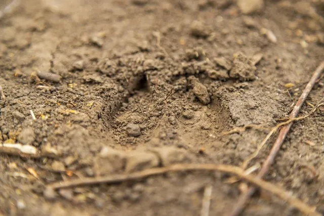 $209,000 | Lot 4 Timber Ridge Drive, Peculiar, MO 64078