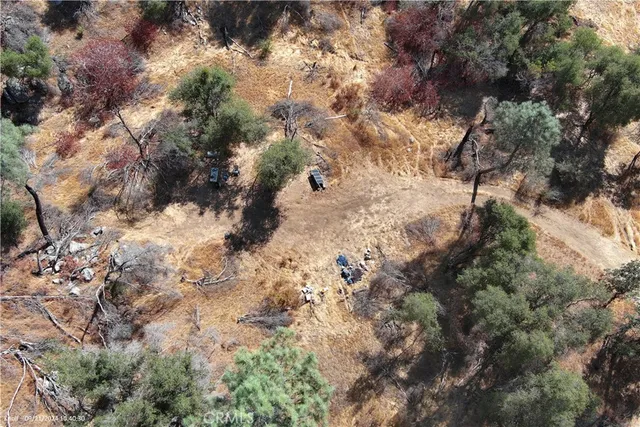 a view of a yard with plants and trees