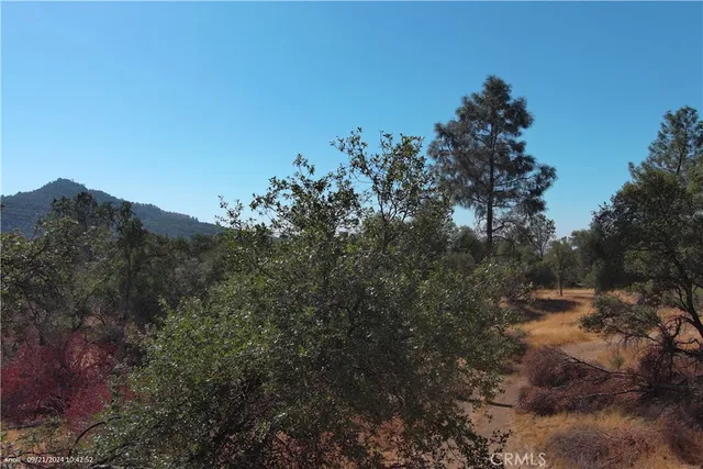 a view of a forest with a tree in the background