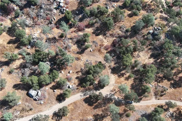 a view of plant in a forest