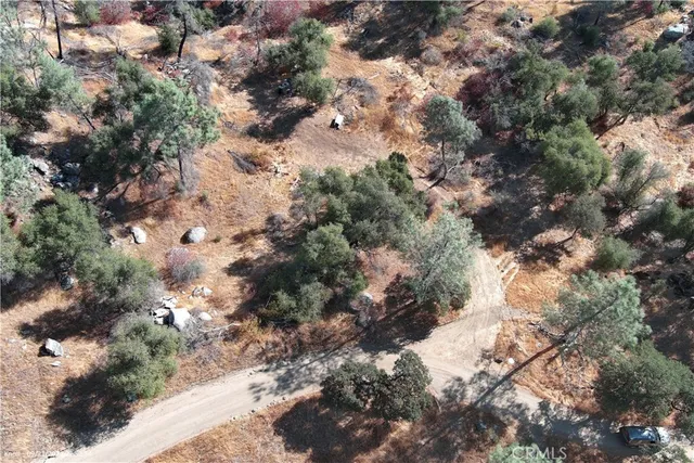 a view of a tree in a forest