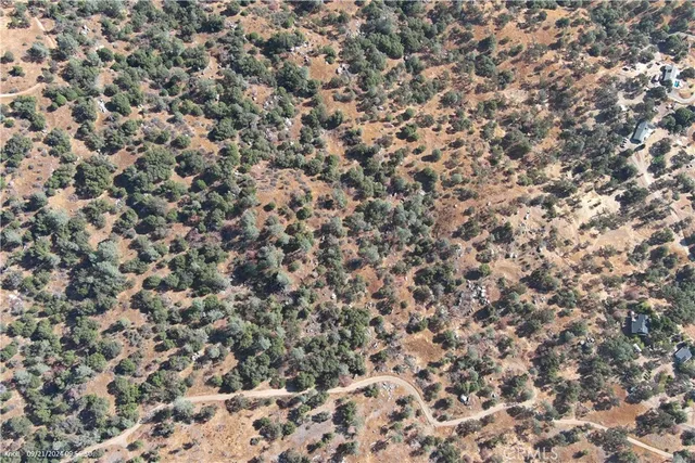 a close up of a plant