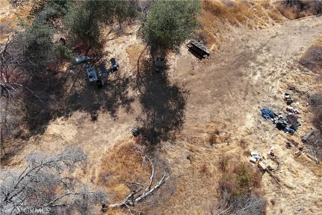 a close up of a tree