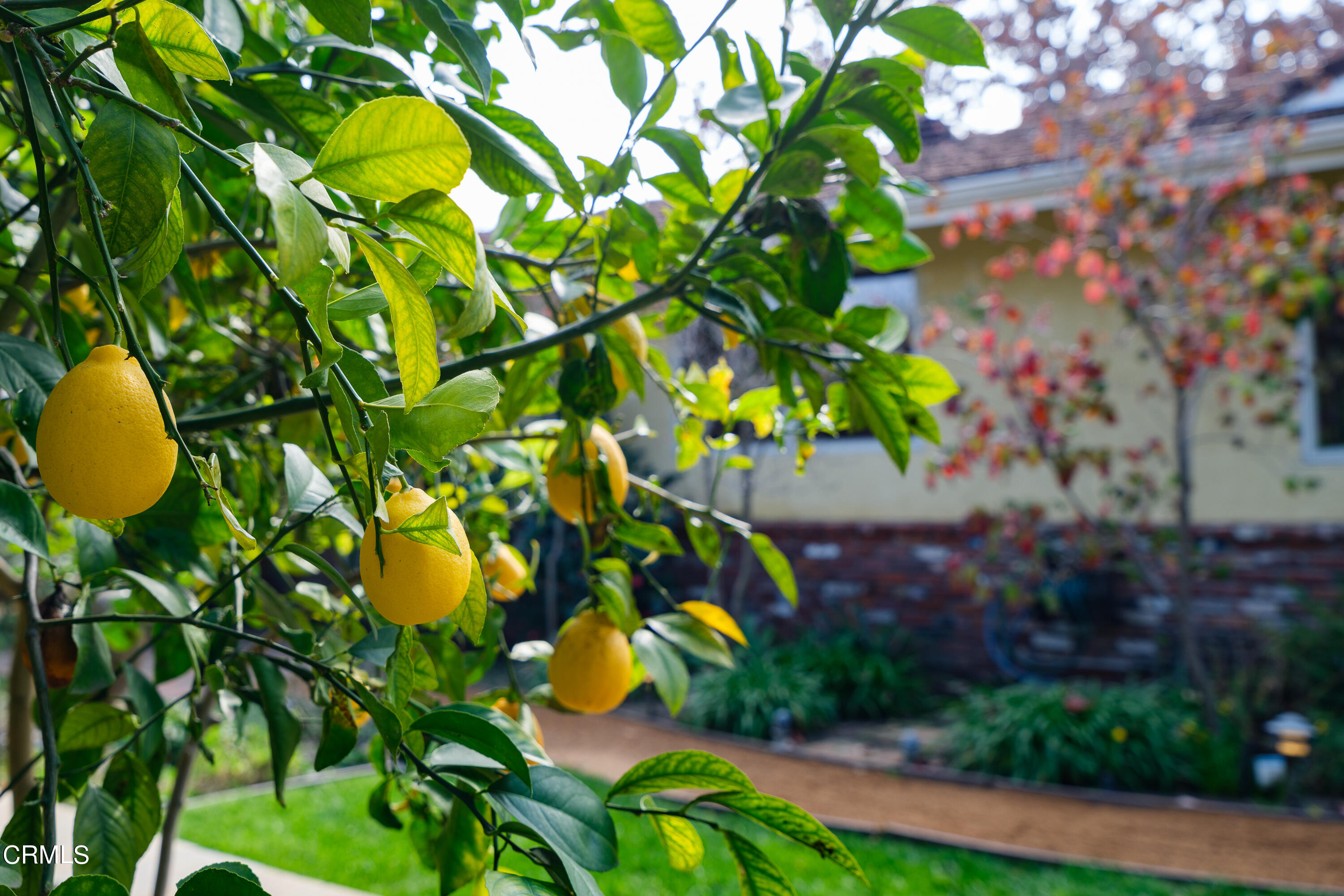 525 Verner Circle Arcadia, CA 91006 - Photo 41 of 45 a view of a tree with a tree