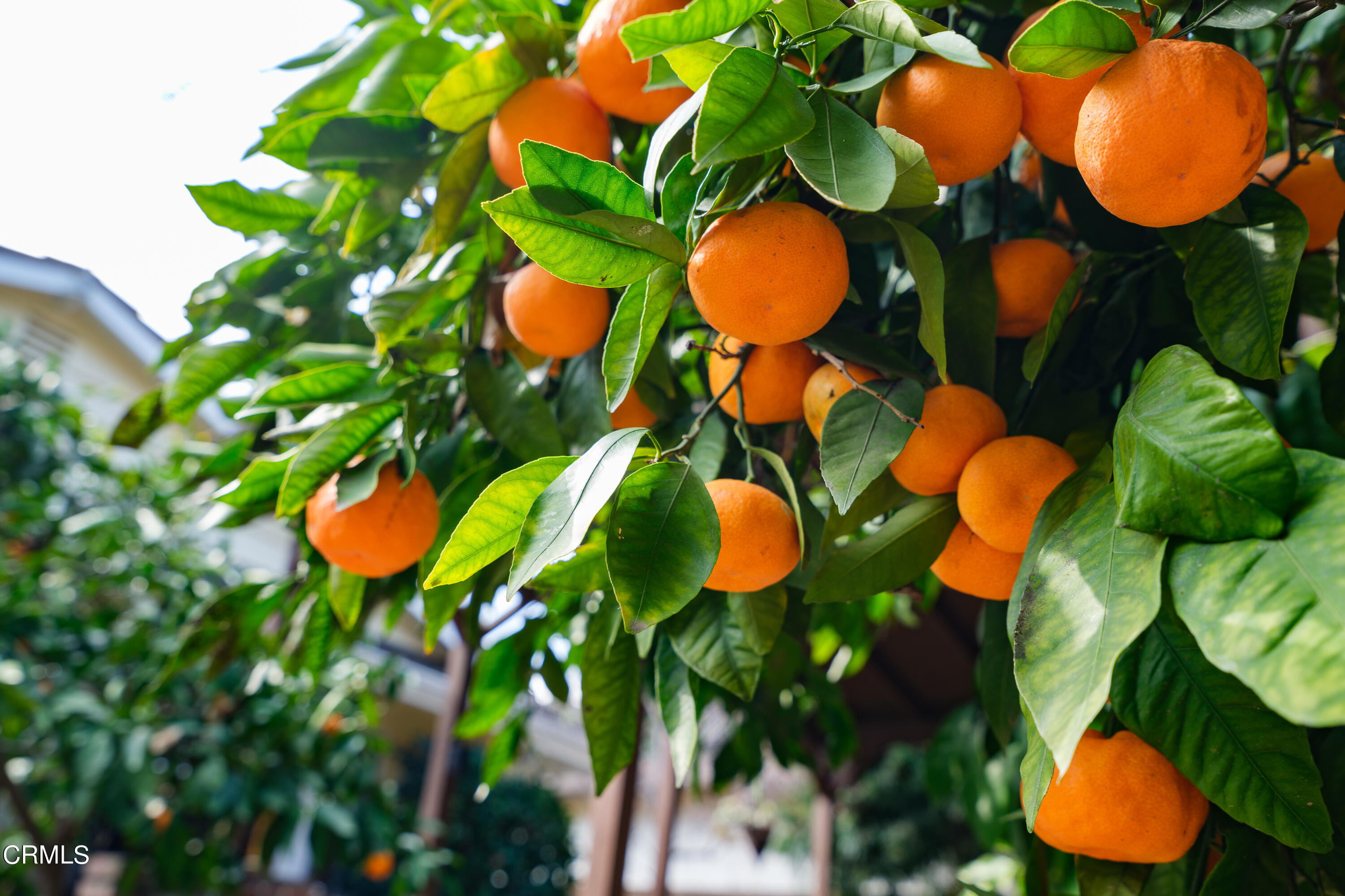 525 Verner Circle Arcadia, CA 91006 - Photo 42 of 45