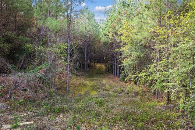 0 Highway 62 Angie, LA 70426 - Photo 3 of 16