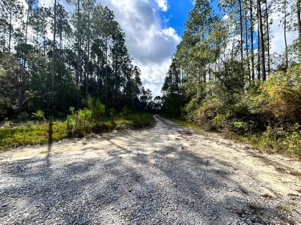 a view of a yard with plants and trees
