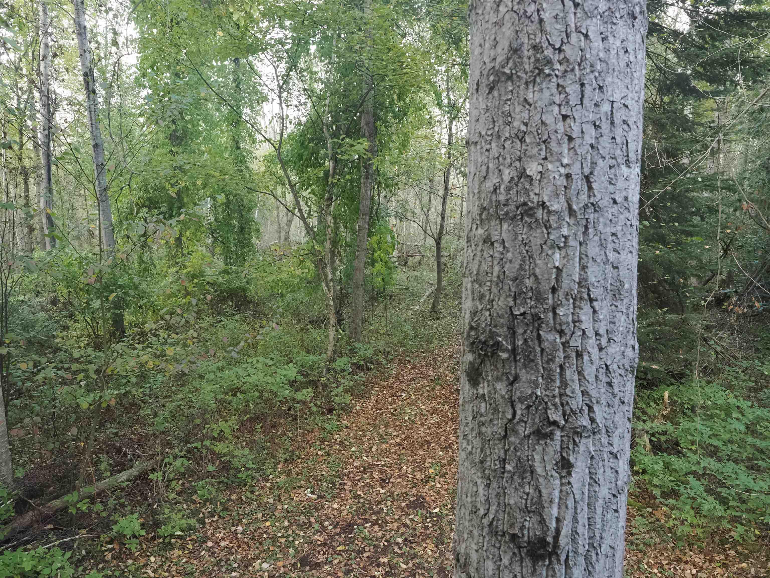 Xxx Tolan Road Spruce, MI 48762 - Photo 45 of 79