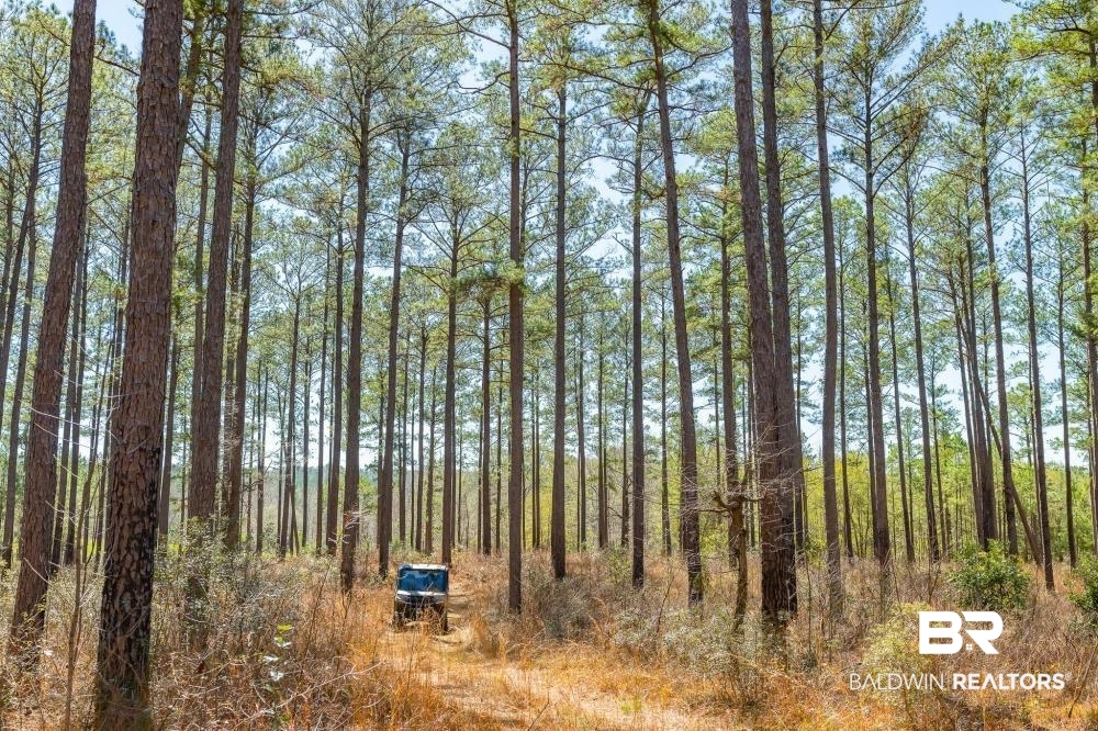 0 Private Road Millry, AL 36558 - Photo 12 of 50