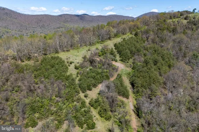 a view of a forest with mountains in the background