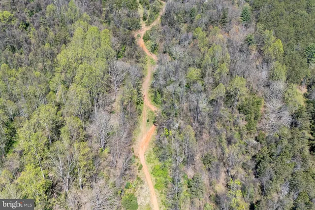 a view of a forest with trees in the background
