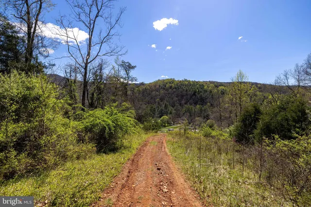 a view of a yard with a tree