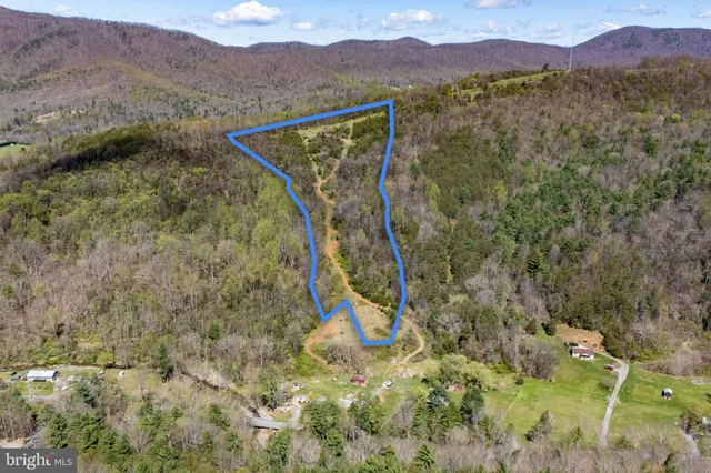 a view of a forest with a mountain