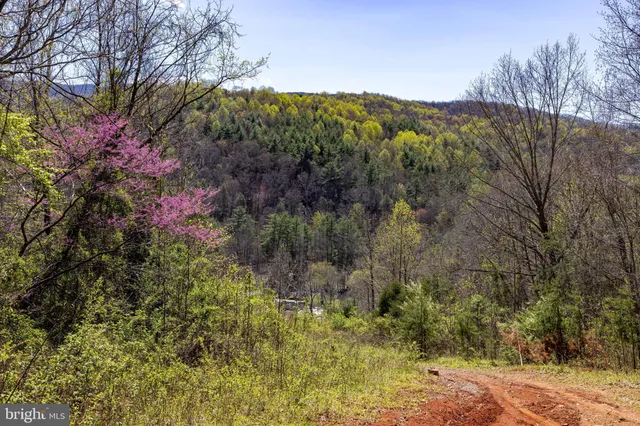 a view of a yard with a tree