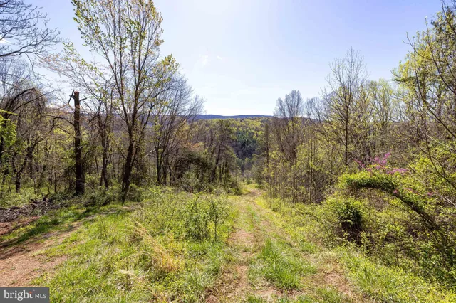 a view of backyard with green space