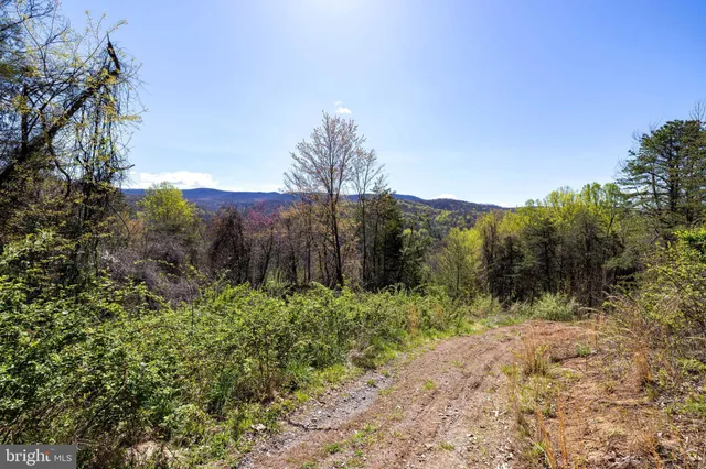 a view of a yard with large trees