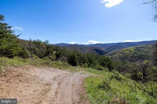 a view of a bunch of flowers
