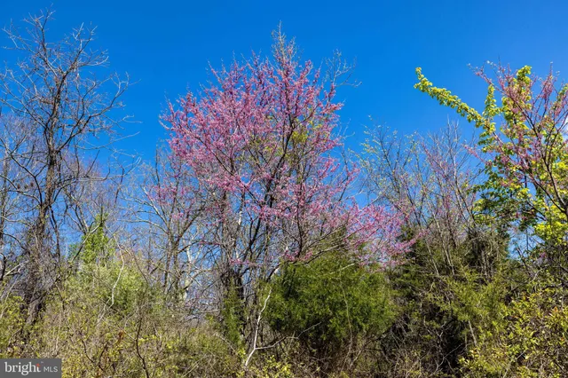a view of flowers in bunch
