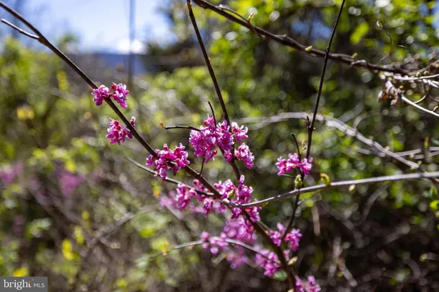 $199,900 | 0 Jollett Road, Elkton, VA 22827