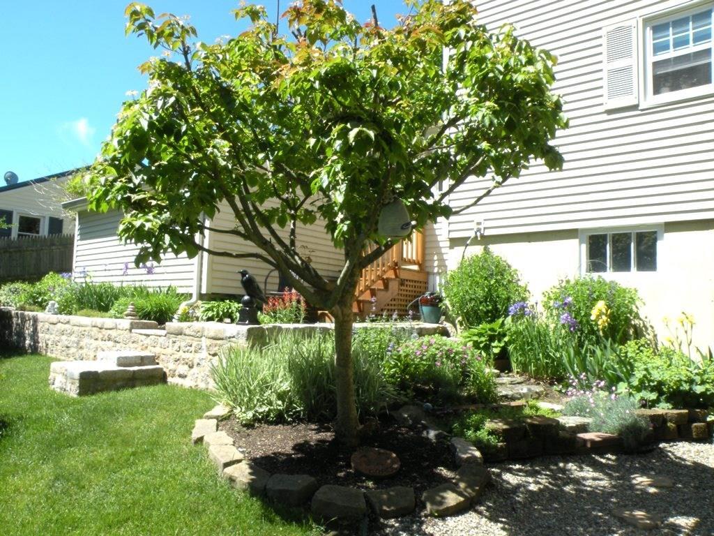 68 Winding Way Portland, ME 04102 - Photo 31 of 34 Dogwood tree