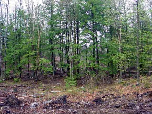 2 Cross Road Strafford, NH 03884 - Photo 1 of 1
