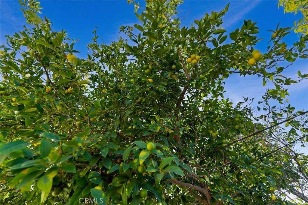 1104 Williamson Avenue Fullerton, CA 92833 - Photo 19 of 75 a backyard of a house with lots of green space