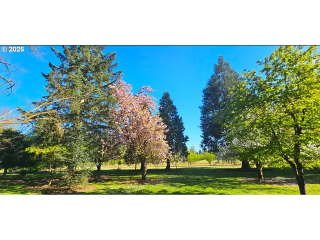 a view of a park with a tree