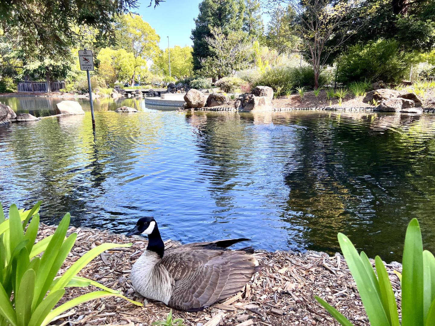 11792 Pine Brook Lane Cupertino, CA 95014 - Photo 19 of 19 a view of lake