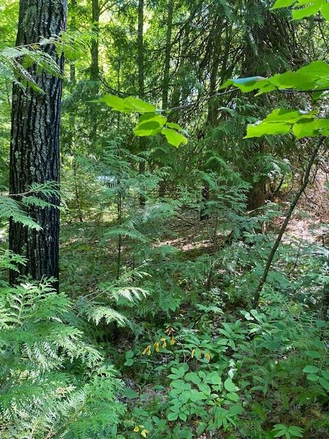 Lakeview Road Ellison Bay, WI 54210 - Photo 8 of 23 Gallery Image 8