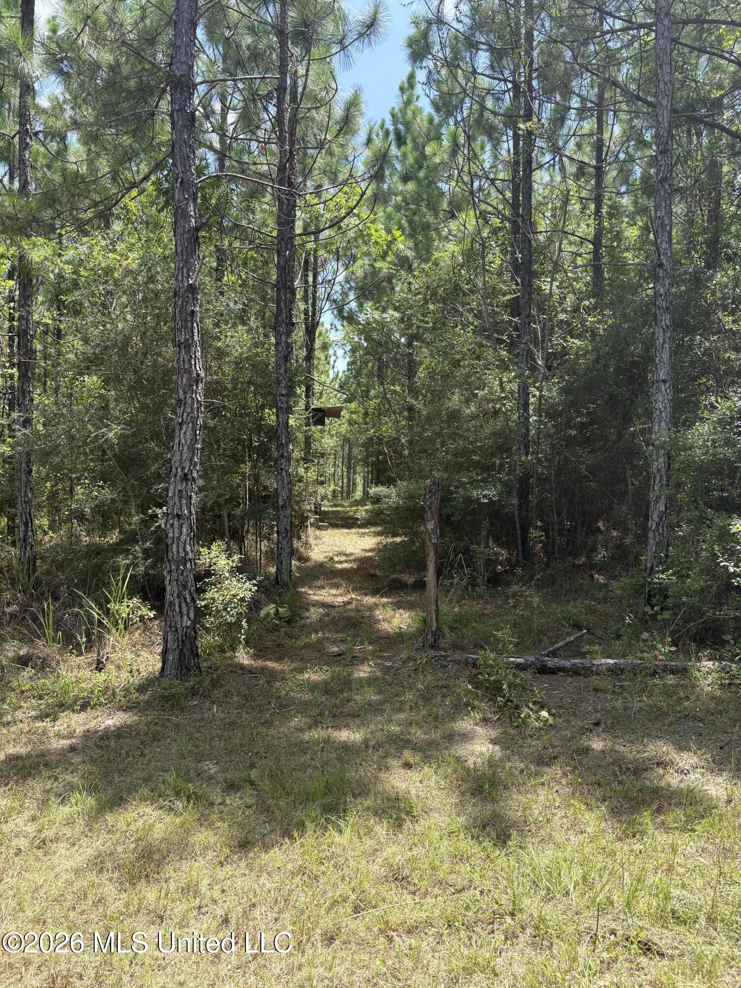 259 Forest Lake Road Beaumont, MS 39423 - Photo 10 of 32 IMG_1681