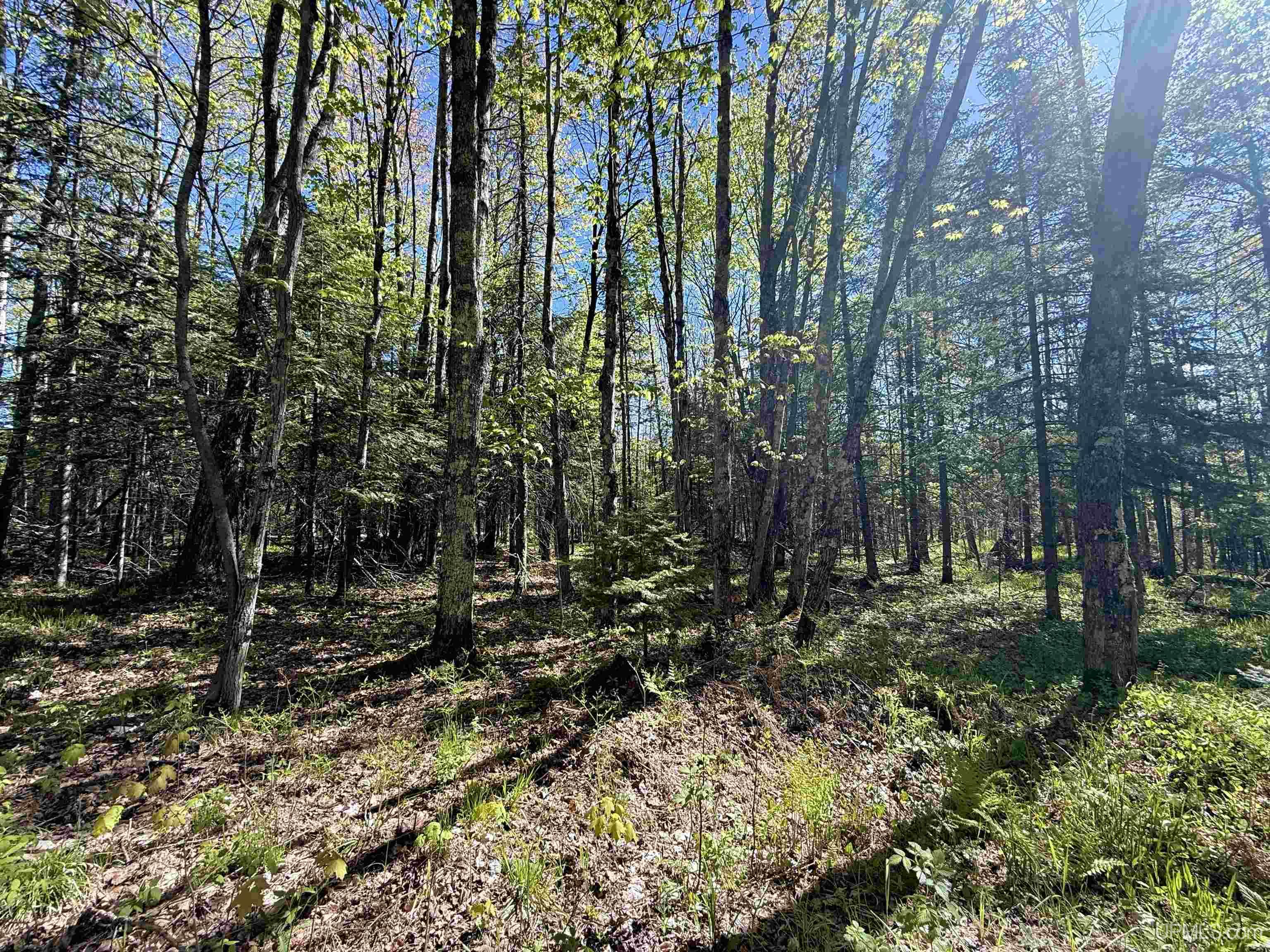 Langford Lake Road Watersmeet, MI 49969 - Photo 5 of 23
