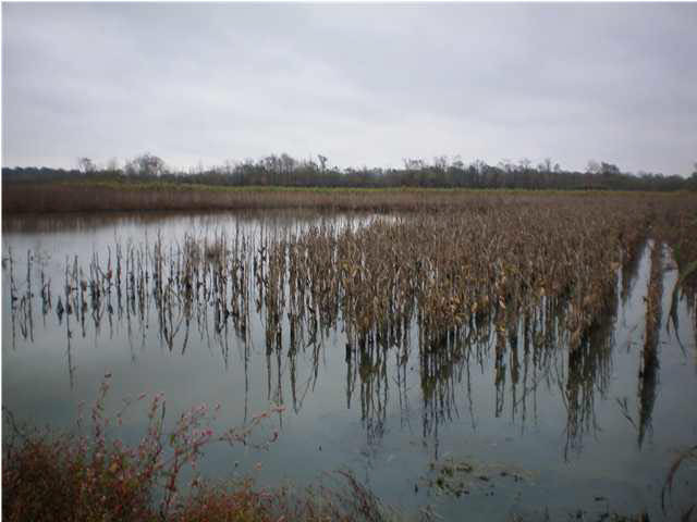 0 Darden Road Rolling Fork, MS 39159 - Photo 3 of 6 Photo 3