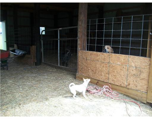 811 Markleton School Road Markleton, PA 15551 - Photo 18 of 18 Stable/Barn. Pen exits to pasture