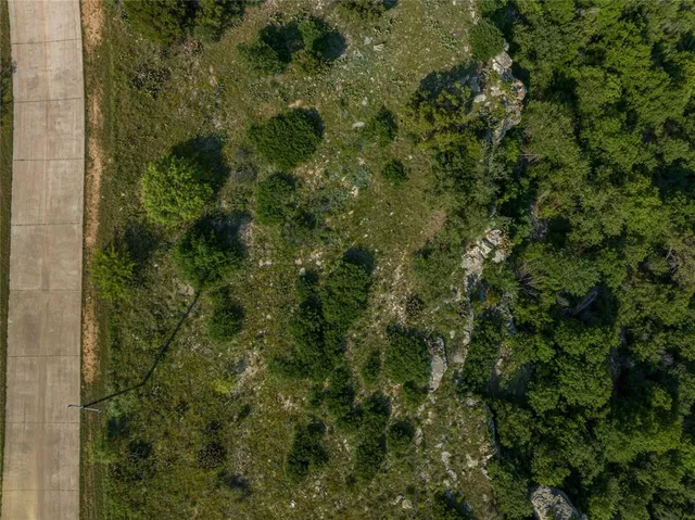 a view of a forest with a tree