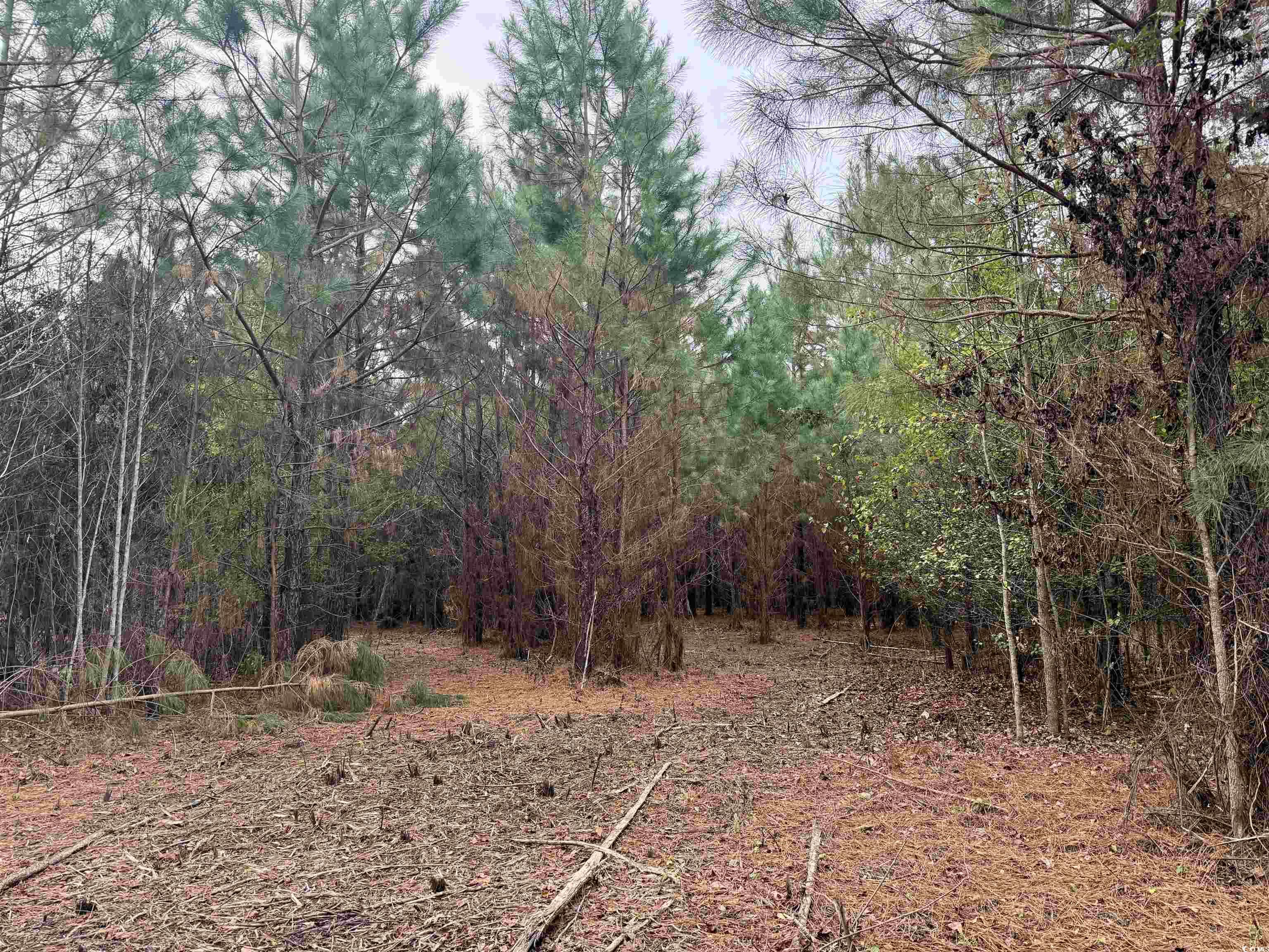 Lot 1-tbd Lot 1-tbd New Pine Road Johnsonville, SC 29555 - Photo 6 of 8