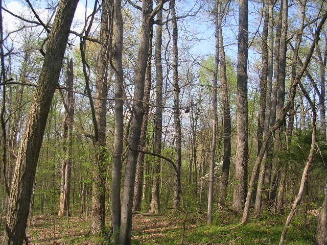 0 Parker City Road New Burnside, IL 62967 - Photo 3 of 5 Gallery Image 3