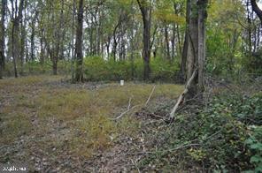 18707 Frederick Road Parkton, MD 21120 - Photo 7 of 8 a view of a forest filled with trees