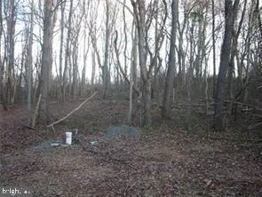 a view of a yard with large trees