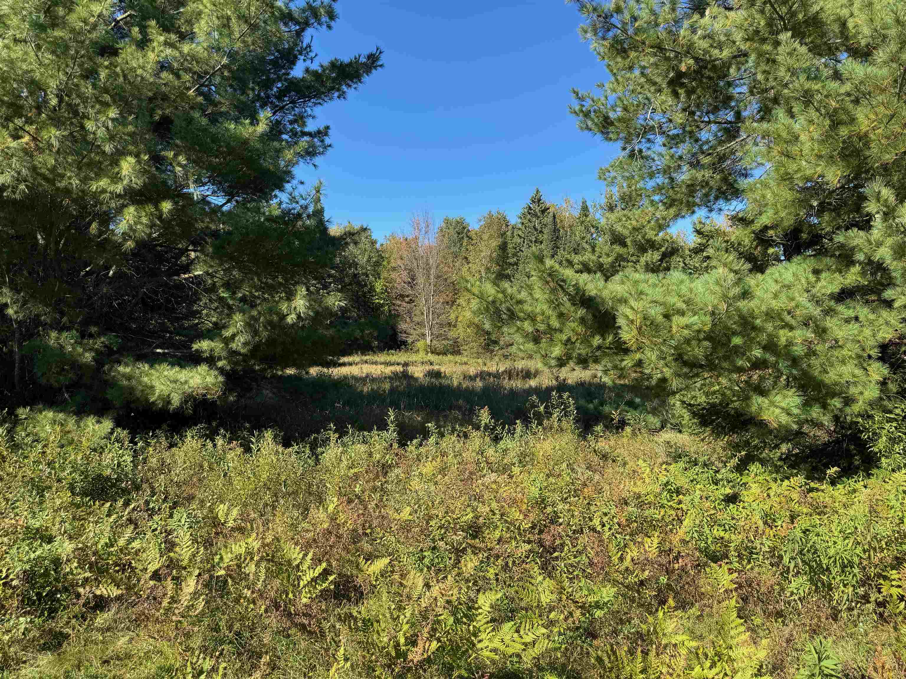 8.31-acres On Fadness Road Winter, WI 54896 - Photo 12 of 27 View of tree filled area