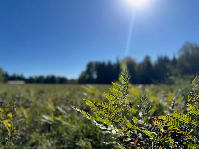 $36,500 | 8.31-acres On Fadness Road, Winter, WI 54896