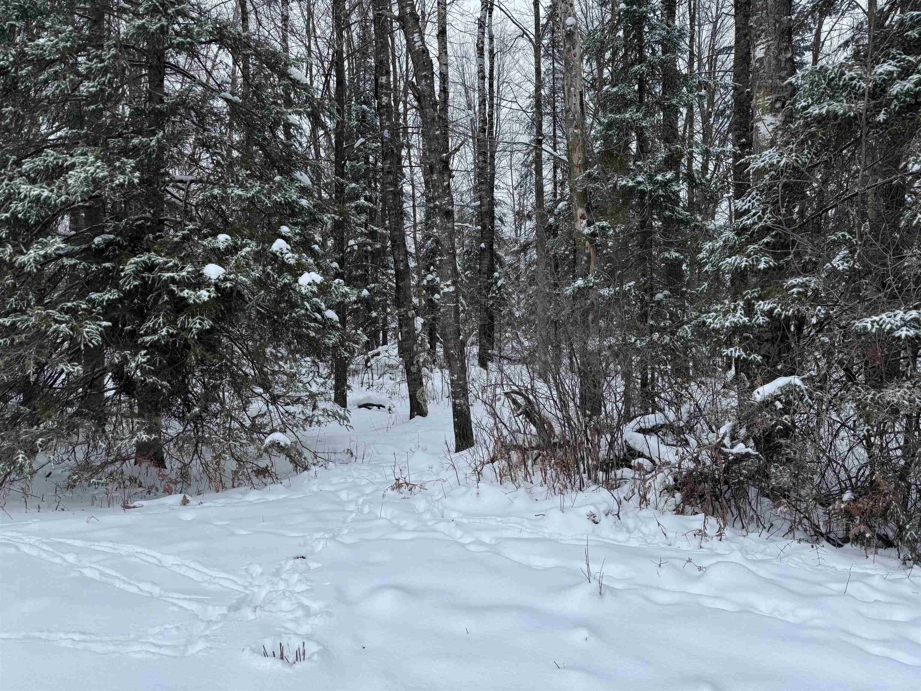 8.76-acres On Fadness Road Winter, WI 54896 - Photo 4 of 9 View of yard
