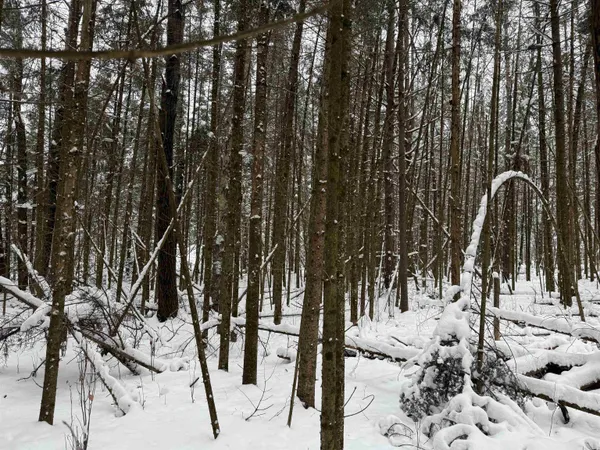 $35,000 | 8.76-acres On Fadness Road, Winter, WI 54896