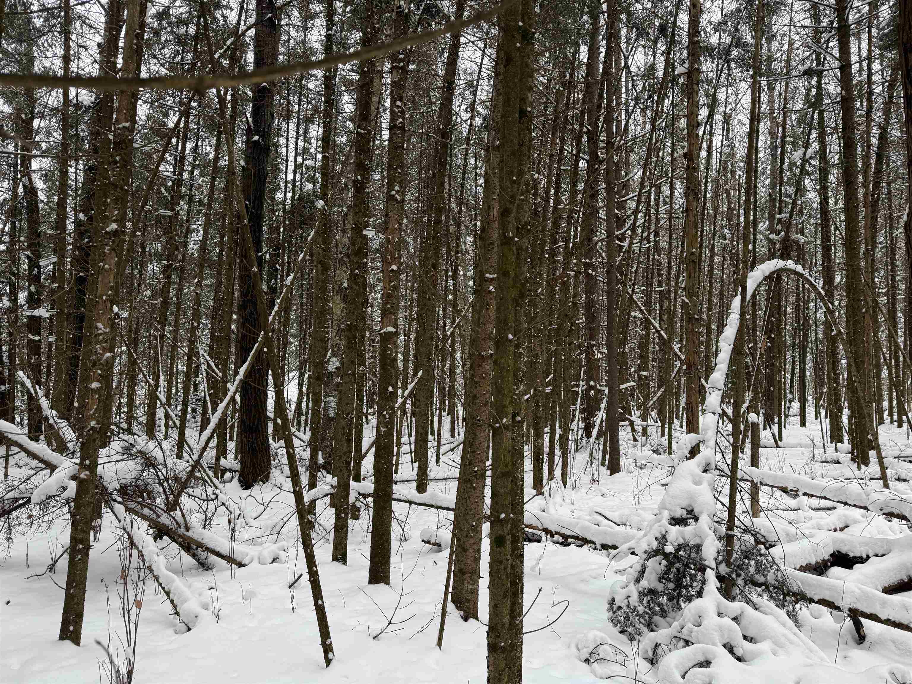 8.76-acres On Fadness Road Winter, WI 54896 - Photo 6 of 9 Snowy landscape