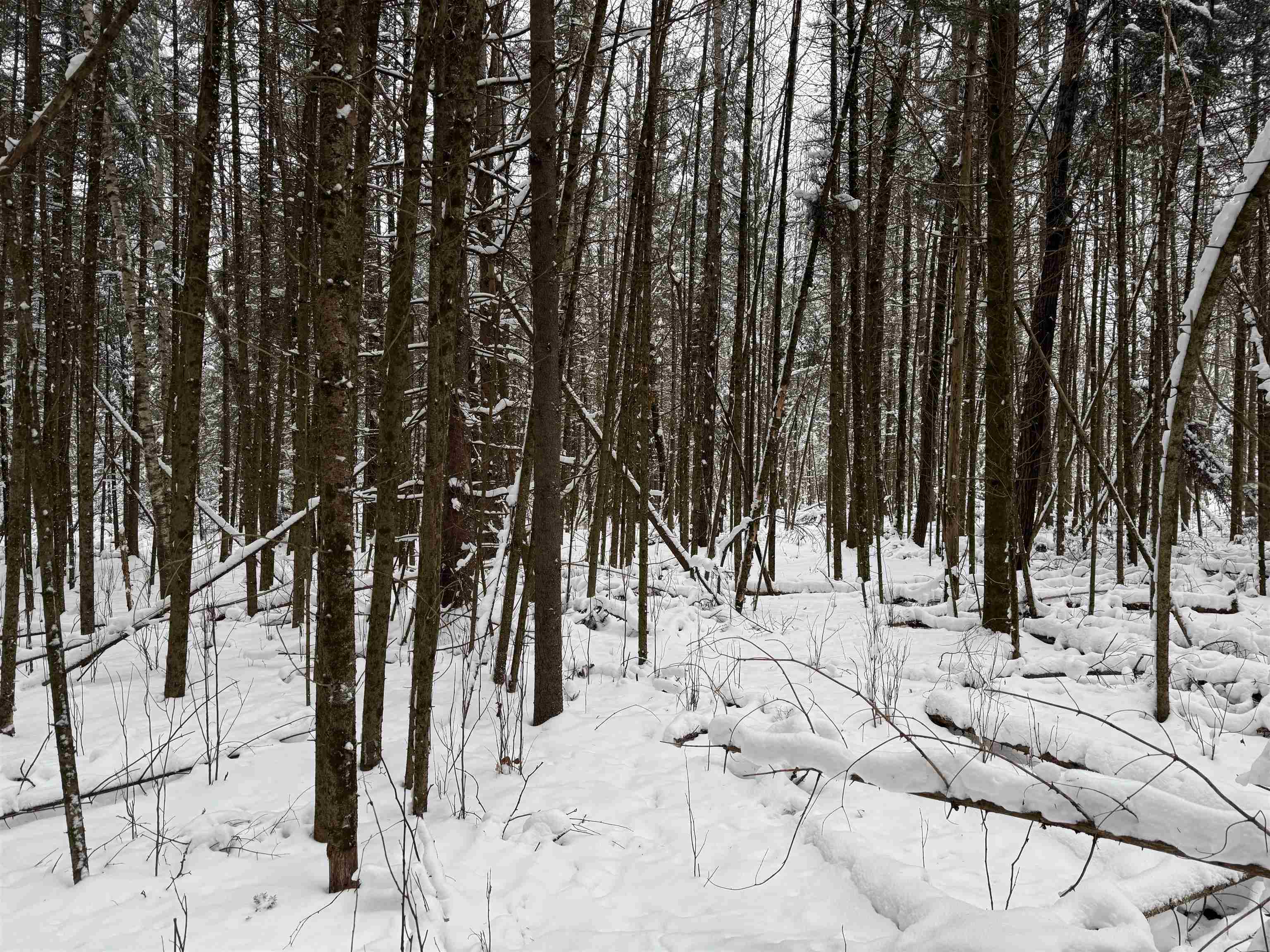 8.76-acres On Fadness Road Winter, WI 54896 - Photo 7 of 9 Snowy view