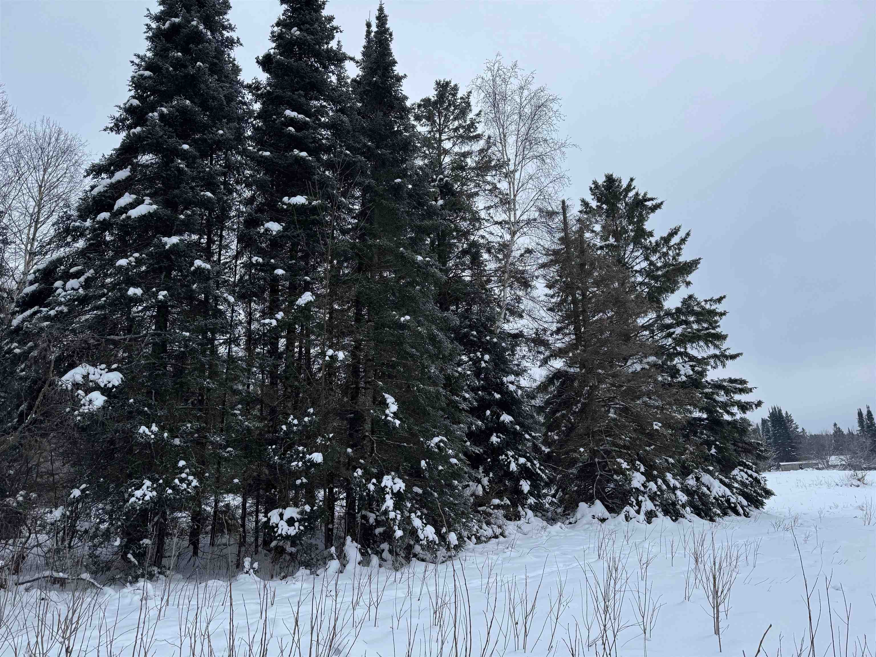 8.76-acres On Fadness Road Winter, WI 54896 - Photo 8 of 9 Snowy landscape