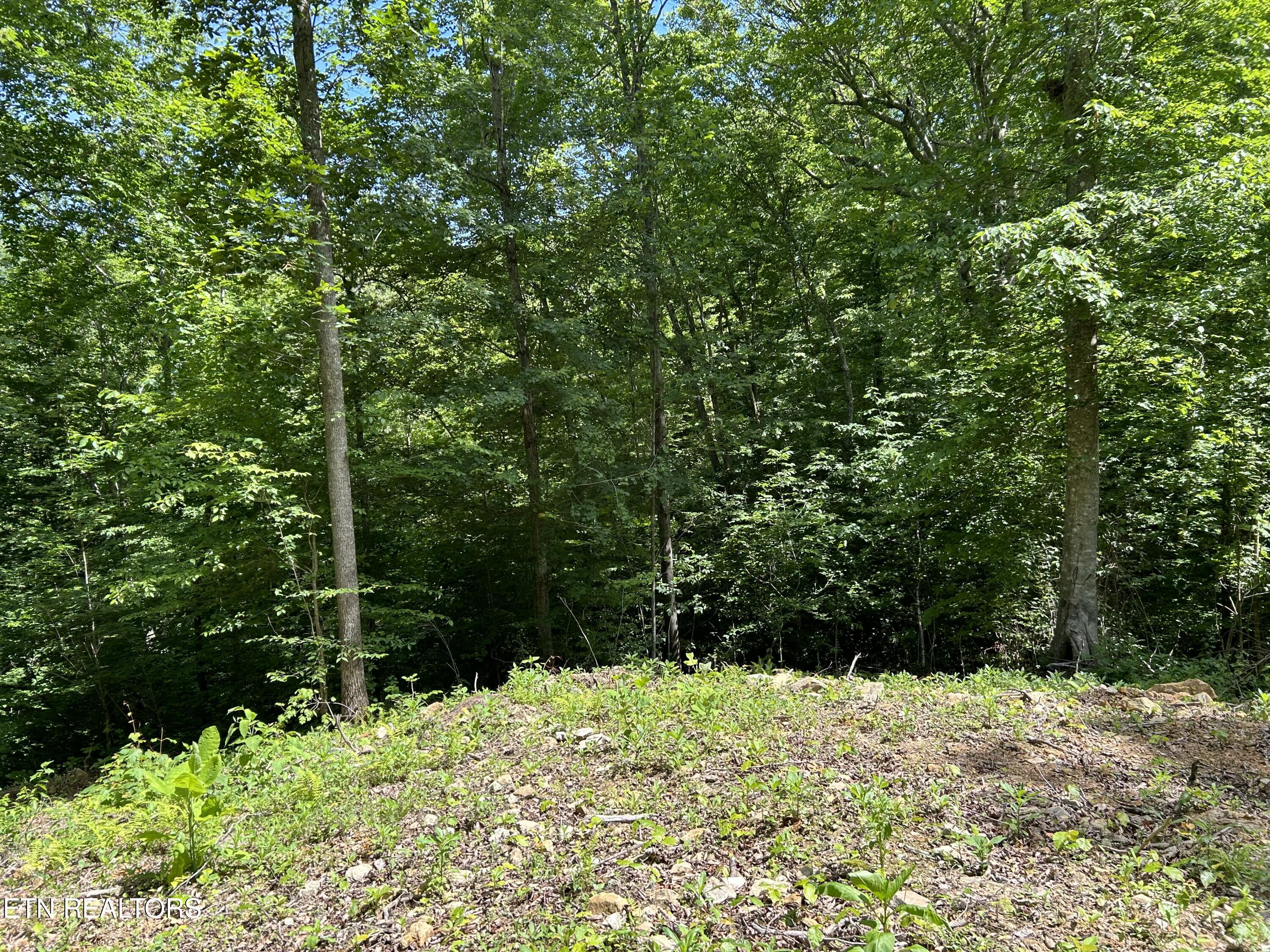 143 Elk Ridge Lane Newcomb, TN 37819 - Photo 18 of 45 IMG_6433
