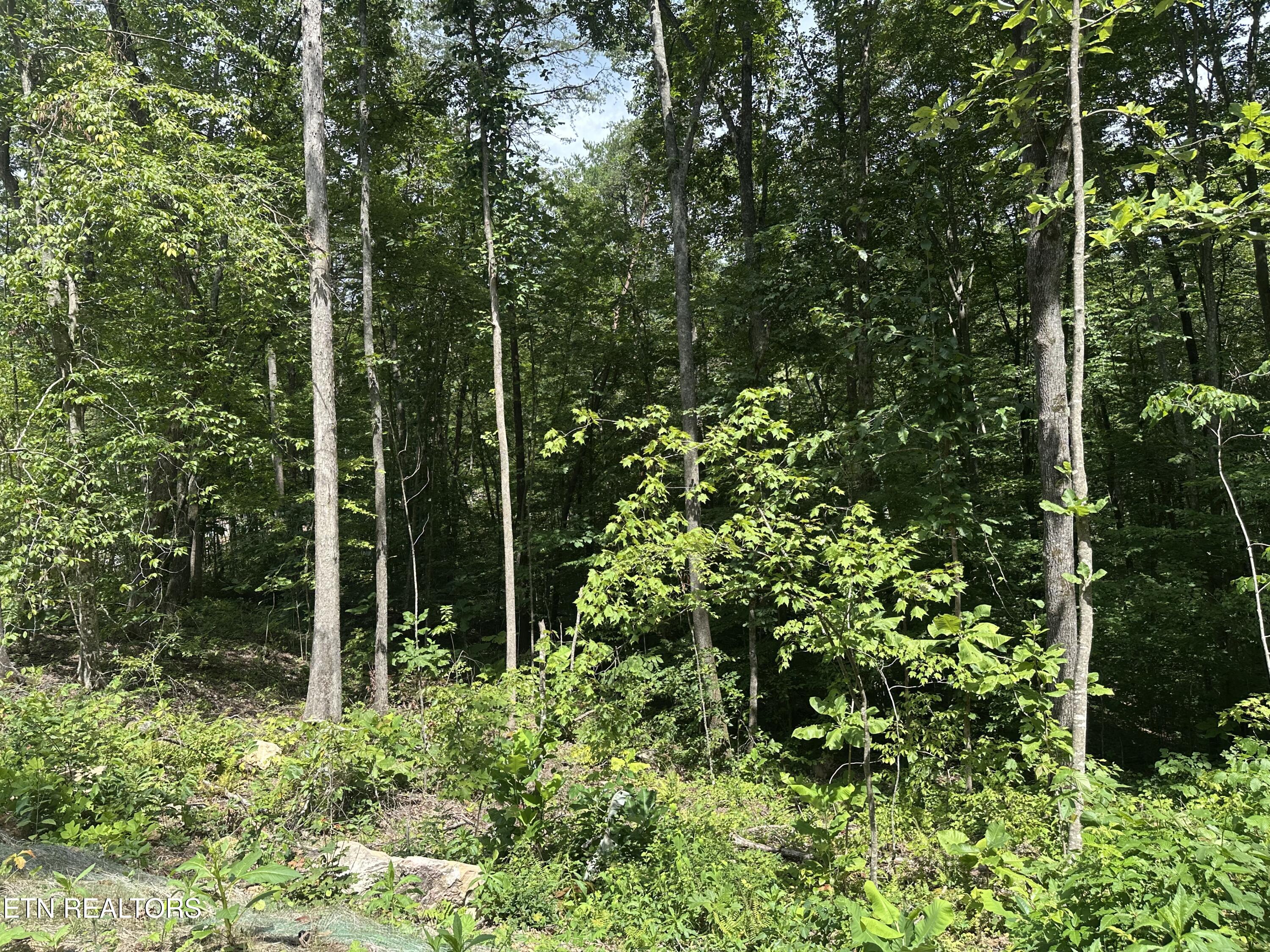 143 Elk Ridge Lane Newcomb, TN 37819 - Photo 34 of 52 IMG_8483